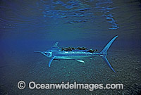 Marlin with parasites underwater Photo - Bob Halstead