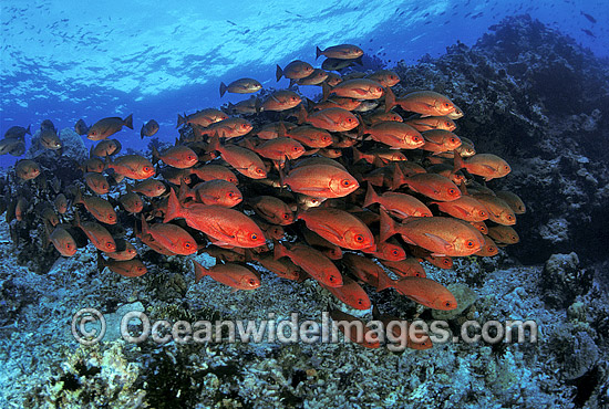 Schooling Pinjalo Snapper Pinjalo lewisi photo