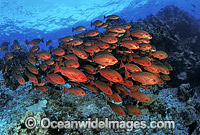 Schooling Pinjalo Snapper Pinjalo lewisi Photo - Bob Halstead