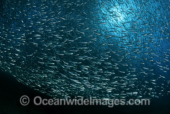 Schooling Hardyhead Baitfish photo