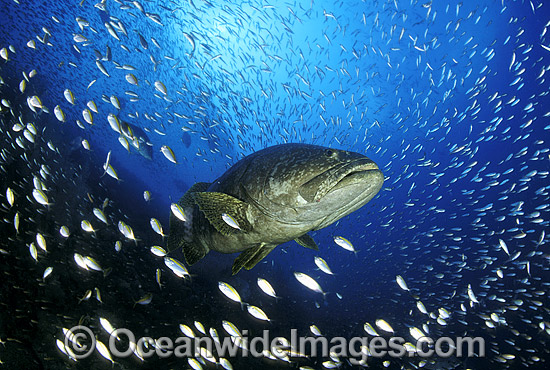 Giant Grouper Queensland Grouper photo Giant Grouper Queensland Grouper photo
