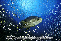 Giant Grouper Queensland Grouper Photo - Bob Halstead