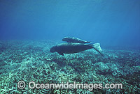 Dugong mother and calf Photo - Bob Halstead