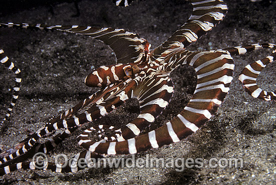 Wonderpus Octopus Wunderpus photogenicus photo Wonderpus Octopus Wunderpus photogenicus photo