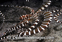 Wonderpus Octopus Wunderpus photogenicus Photo - Bob Halstead