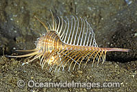 Live Murex Shell Murex pecten Photo - Bob Halstead