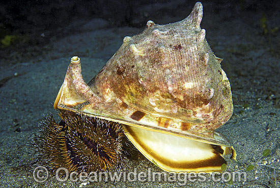 Live Helmet Shell eating a Sea Urchin photo Live Helmet Shell eating a Sea Urchin photo