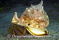 Live Helmet Shell eating a Sea Urchin Photo - Bob Halstead
