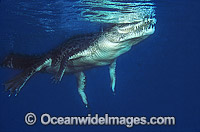 Saltwater Crocodile Photo - Bob Halstead