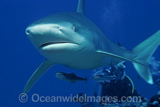 Silvertip Shark Carcharhinus albimarginatus photo Silvertip Shark Carcharhinus albimarginatus photo