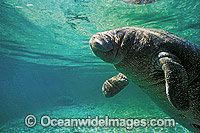 Florida Manatee Photo - Lin Sutherland