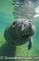 Florida Manatee Photo - Lin Sutherland