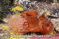 Prickly Anglerfish with eggs Photo - Bill Boyle