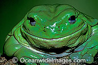 Green Tree Frog Litoria caerulea Photo - Gary Bell