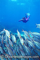 Snorkeler photographing Hussar Photo - Gary Bell