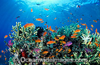 Schooling Orange Fairy Basslets Photo - Gary Bell