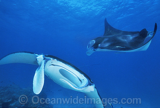 Manta Rays Manta birostris photo