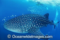 Whale Shark Scuba Divers Photo - Gary Bell