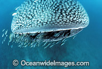 Whale Shark with Pilot Fish around mouth Photo - Gary Bell