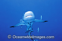 Grey Reef Shark with Remora and Jacks Photo - Gary Bell
