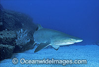 Spotted Ragged-tooth Shark Carcharias taurus Photo - Gary Bell