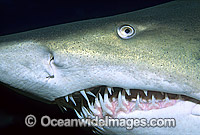 Grey Nurse Shark Photo - Gary Bell