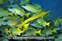 Painted Flutemouth Aulostomus chinensis Photo - Gary Bell
