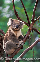 Koala Phascolarctos cinereus Photo - Gary Bell