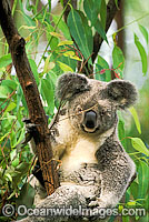 Koala Phascolarctos cinereus Photo - Gary Bell