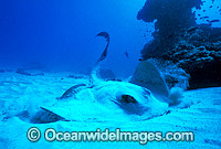 Cowtail Stingray Pastinachus sephen Photo - Gary Bell
