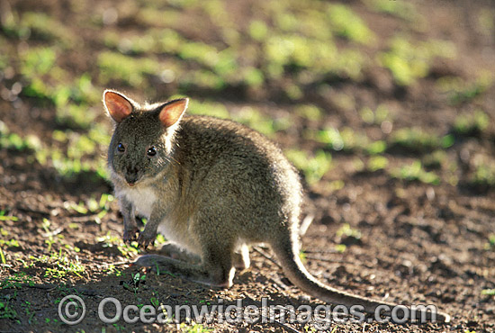 Red-necked Pademelon juvenile photo