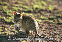 Red-necked Pademelon juvenile Photo - Gary Bell