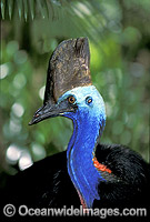 Southern Cassowary Dangerous bird when provoked Photo - Gary Bell