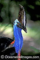 Southern Cassowary Casuarius casuarius Photo - Gary Bell