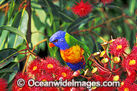 Rainbow Lorikeet feeding Photo - Gary Bell