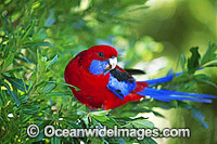 Crimson Rosella Platycercus elegans Photo - Gary Bell