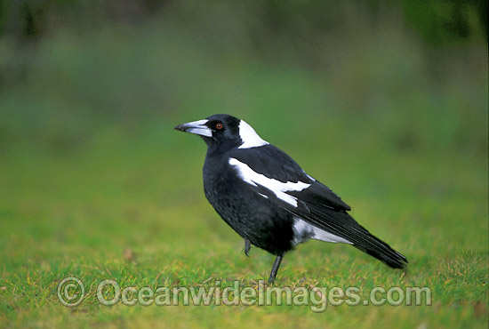 Black-Backed Magpie Gymnorhina tibicen photo Black-Backed Magpie Gymnorhina tibicen photo