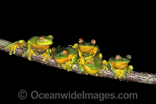 Courting Red-eyed Tree Frogs photo