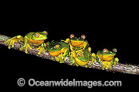 Courting Red-eyed Tree Frogs Photo - Gary Bell