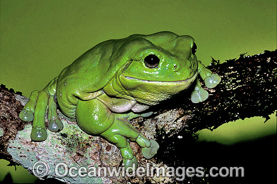 Green Tree Frog Litoria caerulea photo