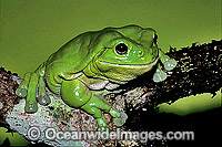 Green Tree Frog Litoria caerulea Photo - Gary Bell