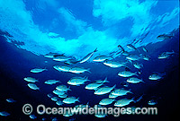 Schooling Threadfin Bream Photo - Gary Bell