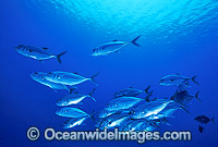 Schooling Big-eye Trevally Photo - Gary Bell