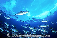 Schooling Threadfin Bream Photo - Gary Bell