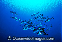 Schooling Big-eye Trevally Caranx sexfasciatus Photo - Gary Bell