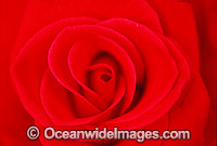 Red Rose Photo - Gary Bell