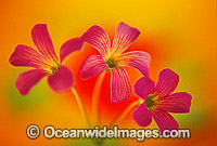 Pink clover Photo - Gary Bell