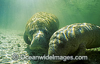 Florida Manatee Photo - Lin Sutherland