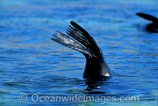 New Zealand Fur Seal Arctocephalus forsteri photo