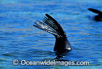 New Zealand Fur Seal Arctocephalus forsteri Photo - Gary Bell